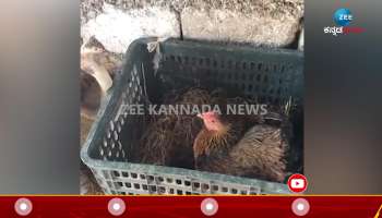 Chicken fight with cobras video viral