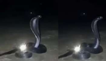 King Cobra with Nagamani : ನಾಗಮಣಿ ರಕ್ಷಿಸುತ್ತಿರುವ ಕಿಂಗ್ ಕೋಬ್ರಾ.. ಅಪರೂಪದ ದೃಶ್ಯ ವೈರಲ್! 