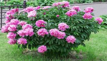 peony flowers: ಶೀಘ್ರ ಕಂಕಣ ಭಾಗ್ಯ ಕೂಡಿಬರಲು ಮನೆ ಈ ದಿಕ್ಕಿನಲ್ಲಿ ಈ ಹೂವಿನ ಗಿಡ ನೆಡಿ