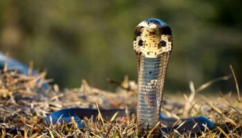 King Cobra Video : ಮನೆಯ ಅಡುಗೆ ಕೋಣೆಗೆ ನುಗ್ಗಿದ ವಿಷಪೂರಿತ ನಾಗರಹಾವು! ವಿಡಿಯೋ ನೋಡಿ