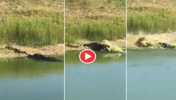 ಬೆಚ್ಚಗೆ ಮಲಗಿದ್ದ ಹೆಬ್ಬಾವಿನ ಮೇಲೆ ಮೊಸಳೆಯ ಟೆರರ್ ಅಟ್ಯಾಕ್: ಮೈ ಜುಂ ಎನಿಸುವ ಭಯಾನಕ ವಿಡಿಯೋ ನೋಡಿ 