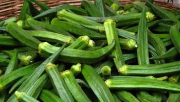 Lady Finger Benefits : ಬೆಂಡೆಕಾಯಿಯಲ್ಲಿದೆ ಈ ರೋಗಗಳಿಗೆ ಪರಿಹಾರ.! 