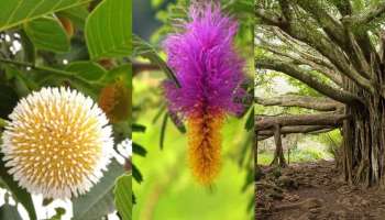 Hindu God and Tree: ಈ ಅಪರೂಪದ ಮರಗಳಲ್ಲಿದೆ ದೇವರ ವಾಸ: ಪೂಜೆ ಮಾಡಿದರೆ ಊಹಿಸದಷ್ಟು ಲಾಭ ಗ್ಯಾರಂಟಿ