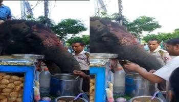 ಅಂಗಡಿಗೆ ಪಾನಿ ಪುರಿ ಸವಿಯಲು ಬಂದ ಗಜರಾಜ ; Video ವೈರಲ್ 