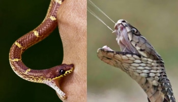 Snake Bite: ವಿಷಕಾರಿ ಹಾವು ಕಚ್ಚಿದರೆ ಹೇಗೆ ಪ್ರಾಣ ಉಳಿಸಿಕೊಳ್ಳಬೇಕು? ಮರೆತೂ ಈ 5 ತಪ್ಪುಗಳನ್ನು ಮಾಡ್ಬೇಡಿ