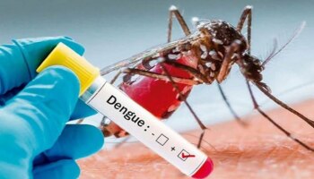 DENGUE Alert! ಚಿಂತೆ ಹೆಚ್ಚಿಸಲಿದೆಯಾ ಅಕ್ಟೋಬರ್ ತಿಂಗಳು? ನಾವೇನು ಮುಂಜಾಗ್ರತೆ ವಹಿಸಬೇಕು?