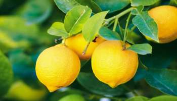 Lemon Health Benefits: ಮಧುಮೇಹಕ್ಕೆ ಈ ಹಳದಿ ಬಣ್ಣದ ಹಣ್ಣು ರಾಮಬಾಣವಿದ್ದಂತೆ!