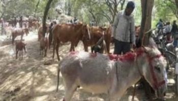 Donkey Mela: ಕತ್ತೆಗಳ ಈ ಸಂತೆಯಲ್ಲಿ ಯಾವ ಬೆಲೆಗೆ ಮಾರಾಟವಾದ್ರು &#039;ಶಾರುಕ್&#039;, &#039;ಸಲ್ಮಾನ್&#039;, &#039;ಕತ್ರೀನಾ&#039; ಗೊತ್ತಾ?