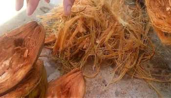 Coconut Husk: ತೆಂಗಿನ ಸಿಪ್ಪೆಯ ಈ ಅದ್ಭುತ ಪ್ರಯೋಜನ ತಿಳಿದರೆ ಇನ್ಮುಂದೆ ಬಿಸಾಡುವುದೇ ಇಲ್ಲ! 