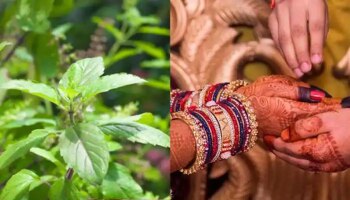 Tulasi Astro Tips: ಮದುವೆ ಅಡೆತಡೆ ಅಥವಾ ವೈವಾಹಿಕ ಜೀವನದ ತೊಂದರೆಗಳಿಗೆ ಇಲ್ಲಿದೆ ಪರಿಹಾರ!