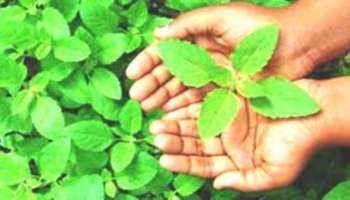 Tulsi Water Remedies: ತುಳಸಿ ನೀರಿನ ಈ ಪರಿಹಾರಗಳಿಂದ ನಿಮ್ಮ ಮಲಗಿರುವ ಅದೃಷ್ಟವೂ ಎಚ್ಚರಗೊಳ್ಳುತ್ತೆ!