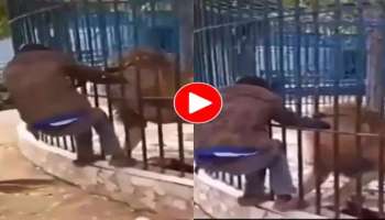 Video Viral : ಸಿಂಹದ ಜೊತೆ ಹುಚ್ಚಾಟ! ಪಂಜರದಲ್ಲಿ ಕೈ ಹಾಕಿದ ವ್ಯಕ್ತಿಯ ಸ್ಥಿತಿ ಏನಾಯ್ತು ನೋಡಿ 