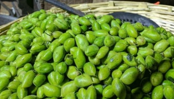 Green Chickpeas: ಹೃದ್ರೋಗ, ಮಧುಮೇಹ ಹಾಗೂ ಕ್ಯಾನ್ಸರ್ ಸಮಸ್ಯೆಯಿಂದ ಮುಕ್ತಿ ನೀಡುತ್ತದೆ ಈ ಕಡಲೆ