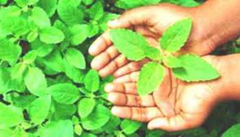 Tulsi Dry Leaves Tips: ಒಣ ತುಳಸಿ ಎಲೆಗಳ ಈ ಪರಿಹಾರದಿಂದ ನಿಮ್ಮ ಅದೃಷ್ಟವೇ ಬದಲಾಗುತ್ತೆ 