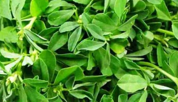 Fenugreek Leaves In Winter : ಚಳಿಗಾಲದಲ್ಲಿ ತಪ್ಪದೆ ಸೇವಿಸಿ ಮೆಂತ್ಯ ಸೊಪ್ಪು, ಆರೋಗ್ಯಕ್ಕಿದೆ ಈ ಅದ್ಭುತ ಪ್ರಯೋಜನಗಳು 