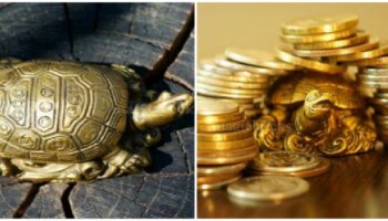 Fengshui Tips: ಫೆಂಗ್‌ಶುಯಿ ಆಮೆಯನ್ನು ಮನೆಯಲ್ಲಿಟ್ಟರೆ ಹಣದ ಮಳೆಯಾಗುತ್ತದೆ..!