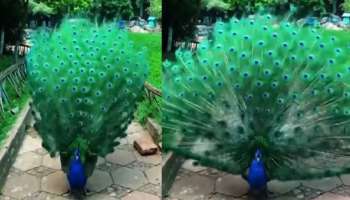 Peacock Viral Video: ಹಚ್ಚ ಹಸಿರಿನ ಮಧ್ಯೆ ಗರಿಬಿಚ್ಚಿ ಕುಣಿದಾಡಿದ ನವಿಲು: ಎಷ್ಟೊಂದು ಸುಂದರ ಈ ದೃಶ್ಯ