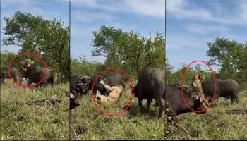 Buffaloes attacking lion Video: ಕಾಡಿನ ರಾಜನನ್ನು ಕೊಂಬಿನಲ್ಲಿ ತಿವಿದು ಮಾರುದ್ದ ಎಸೆದ ಕಾಡೆಮ್ಮೆ ಹಿಂಡು: ವಿಡಿಯೋ ನೋಡಿ