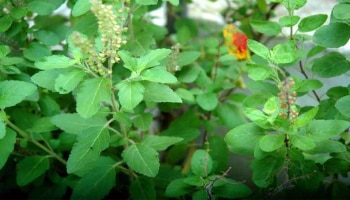 Tulsi Benefits : ತುಳಸಿ ಗಿಡದ ಜೊತೆ ಈ ಸಸ್ಯ ನೆಡಬೇಡಿ, ಇಲ್ಲದಿದ್ದರೆ ಆರ್ಥಿಕ ಸಮಸ್ಯೆ ತಪ್ಪಿದಲ್ಲ!