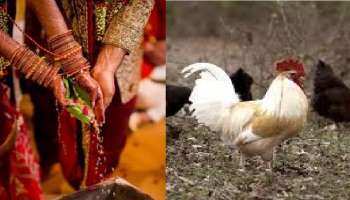 Chicken Marriage: ಮದುವೆ ಊಟದಲ್ಲಿ ಕೋಳಿ ಇಲ್ಲ ಅಂತಾ ವಿವಾಹವೇ ಕ್ಯಾನ್ಸಲ್: ಕೊನೆಗೆ ಆಗಿದ್ದೇನು? 