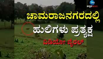 Viral Video: ಚಾಮರಾಜನಗರದ ಜಮೀನಿನಲ್ಲಿ ಜೋಡಿ‌ ಹುಲಿ ಪ್ರತ್ಯಕ್ಷ- ಆತಂಕದಲ್ಲಿ ಗ್ರಾಮಸ್ಥರು 