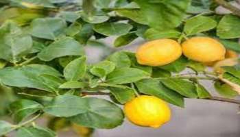 Astro Tips: ವ್ಯಾಪಾರದಲ್ಲಿ ಲಾಭ ಗಳಿಸಲು ನಿಂಬೆ ಹಣ್ಣಿನ ಈ ಪರಿಹಾರ ಟ್ರೈ ಮಾಡಿ! 
