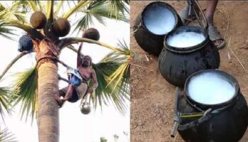 Palm Juice Benefits: ಟಿಬಿ, ಅನಿಮಿಯಾ, ಮಲಬದ್ಧತೆ ಸಮಸ್ಯೆಗಳಿಗೆ ಈ ಜ್ಯೂಸ್ ರಾಮಬಾಣ ಉಪಾಯ