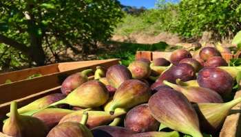 Fig Benefits: ಈ ಹಣ್ಣನ್ನು ಖಾಲಿ ಹೊಟ್ಟೆಯಲ್ಲಿ ಸೇವಿಸಿದರೆ ಸಿಗುವುದು ಅದ್ಭುತ ಪ್ರಯೋಜನ