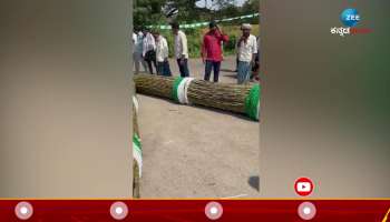 Huge Sugarcane garland fans for HD Kumaraswamy