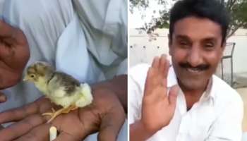 Viral Chicken Video: ಈ ಕೋಳಿ ಮರಿಗೆ ಎರಡಲ್ಲ, ನಾಲ್ಕು ಕಾಲುಗಳು: ವಿಡಿಯೋ ನೋಡಿಲ್ಲ ಅಂದ್ರೆ ಅಪರೂಪದ ದೃಶ್ಯ ಮಿಸ್ ಆಗುತ್ತೆ