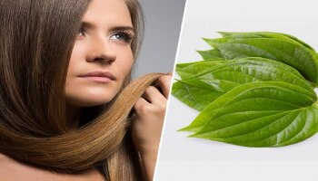 Betel Leaves For Hair : ಉದ್ದ ಮತ್ತು ದಪ್ಪ ಆರೋಗ್ಯಯುತ ಕೂದಲಿಗೆ ಬಳಸಿ &#039;ವೀಳ್ಯದೆಲೆ&#039;..!