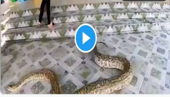ಮನೆ ಬಾಗಿಲಲ್ಲಿ ರಕ್ಕಸ ಹೆಬ್ಬಾವು. ! ಆಕೆ ಬಚಾವಾಗಿದ್ದೇ ಹೆಚ್ಚು : ಇಲ್ಲಿದೆ ವಿಡಿಯೋ