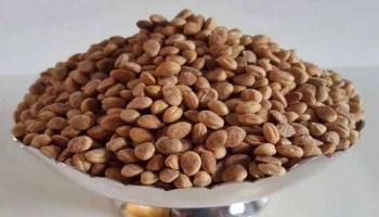 Chironji Benefits: ಮಧುಮೇಹ ಸೇರಿದಂತೆ ಹಲವು ಕಾಯಿಲೆಗಳನ್ನು ದೂರವಿರಿಸುತ್ತದೆ ಚರೋಲಿ