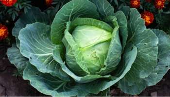 Cabbage: ಚಳಿಗಾಲದಲ್ಲಿ ಎಲೆಕೋಸು ತಿನ್ನುವುದರಿಂದ ಎಷ್ಟೆಲ್ಲಾ ಪ್ರಯೋಜನವಿದೆ ಗೊತ್ತಾ?