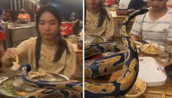 Python Video : ಐಷಾರಾಮಿ ಹೋಟೆಲ್‌ನಲ್ಲಿ ಹುಡುಗಿಯರ ಜೊತೆ ಹೆಬ್ಬಾವಿನ ಡಿನ್ನರ್‌ ಪಾರ್ಟಿ 