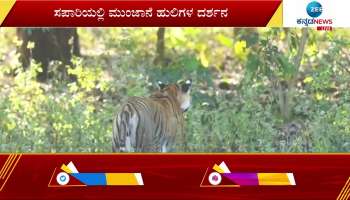 tiger found with cubs at hd kote forest