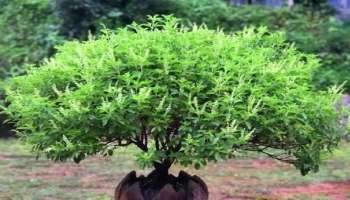 Tulsi plant: ತುಳಸಿ ಗಿಡದ ಪಕ್ಕದಲ್ಲಿ ಬೆಳೆಯುವ ಈ ಸಸ್ಯದಲ್ಲಿ ವಾಸಿಸುತ್ತಾರೆ ಲಕ್ಷ್ಮೀ-ವಿಷ್ಣು: ಇದು ಶ್ರೀಮಂತಿಕೆ ಒದಗುವ ಸಂಕೇತ!