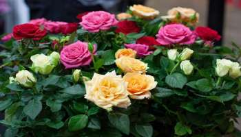 Rose tips for Vastu Dosha: ಈ ಬಣ್ಣದ ಗುಲಾಬಿಯಿಂದ ಒಂದೇ ವಾರದಲ್ಲಿ ಸಿಗುತ್ತೆ ಸಾಲದ ಸಮಸ್ಯೆಯಿಂದ ಮುಕ್ತಿ!
