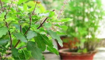 Tulsi Remedy : ತುಳಸಿಯ ಈ ಪರಿಹಾರ ಮಾಡಿ, ಆರ್ಥಿಕ ಲಾಭ ಹೆಚ್ಚಾಗುತ್ತದೆ!