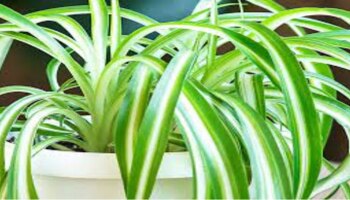 Lucky Plants : ಮನೆಯಲ್ಲಿ ಈ ಸಸ್ಯವನ್ನು ನೆಟ್ಟರೆ, ಹಣವನ್ನು ಅಯಸ್ಕಾಂತದಂತೆ ಆಕರ್ಷಿಸುತ್ತದೆ!