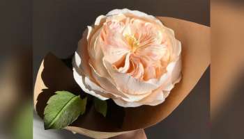 Rose Day 2023: Rolls Royce ಕಾರಿಗಿಂತಲೂ ದುಬಾರಿ ಈ ಗುಲಾಬಿ ! ಬೆಲೆ ಕೇಳಿದರೆ  ಬೆಚ್ಚಿ ಬೀಳುವುದು ಖಂಡಿತಾ !