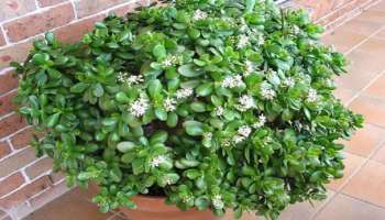 Vastu Plants: ಮನಿಪ್ಲಾಂಟ್ ಬದಲು ಈ ಎಲೆಯನ್ನು ಮನೆಯ ಈ ಭಾಗದಲ್ಲಿಡಿ: ಚಿನ್ನ-ಹಣ ಬೀರುವಿನಲ್ಲಿ ತುಂಬಿ ತುಳುಕುವಂತೆ ಮಾಡುತ್ತೆ!