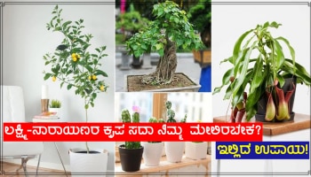 ಲಕ್ಷ್ಮಿ-ನಾರಾಯಣರ ಕೃಪೆ ಸದಾ ನಿಮ್ಮ ಮನೆಯ ಮೇಲೆ ಇರಬೇಕೆ? ಮನೆಯಲ್ಲಿರಲಿ ಈ ಸಸ್ಯಗಳು