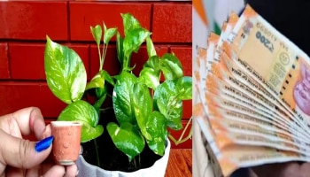 Money Plant: ತಿಂಗಳು ಶುರುವಾದ ಕೂಡಲೇ ಜೇಬು ಖಾಲಿಯಾಗುತ್ತಾ? ಮನಿ ಪ್ಲಾಂಟ್ ಪರಿಹಾರ ಇಲ್ಲಿದೆ 