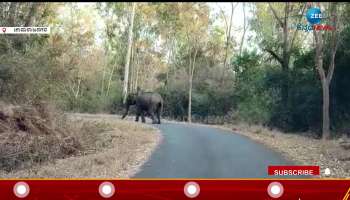 Elephant Attack Bike Rider 