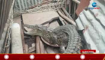 A huge crocodile appeared in Vijayapur district