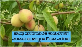 ಹಲವು ಮಾರಣಾಂತಿಕ ಕಾಯಿಲೆಗಳಿಗೆ ಈ ಹಣ್ಣುಗಳ ಎಲೆಗಳು ವರದಾನವಿದ್ದಂತೆ!