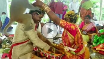 Viral Video: ಮದುವೆ ಮಂಟಪಕ್ಕೆ ನುಗ್ಗಿದ ಕೋತಿ ವರನ ತಲೆ ಮೇಲೆ ಕುಳಿತು ಏನು ಮಾಡಿದೆ ನೋಡಿ