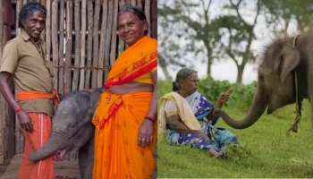  The Elephant Whisperers:  ದಿ ಎಲಿಫೆಂಟ್ ವಿಸ್ಪರ್ಸ್&#039; ಖ್ಯಾತಿ ಜೋಡಿ ಮಡಿಲಿಗೆ ಮತ್ತೊಂದು ಆನೆ ಮರಿ