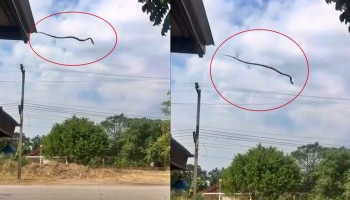 Flying Snake : ಗಾಳಿಯಲ್ಲಿ ಹಾರಾಡುವ ಹಾವು! ಮೈನವಿರೇಳಿಸುವ ವಿಡಿಯೋ ವೈರಲ್‌ 